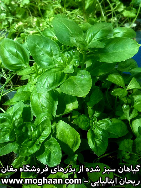 ریحان ایتالیایی