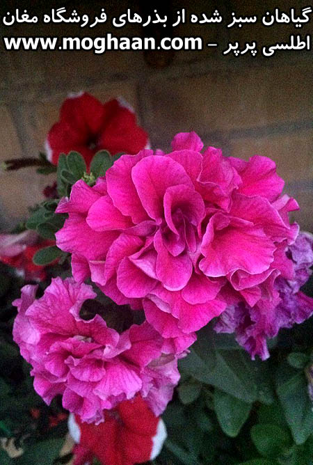 گل اطلسی پرپر