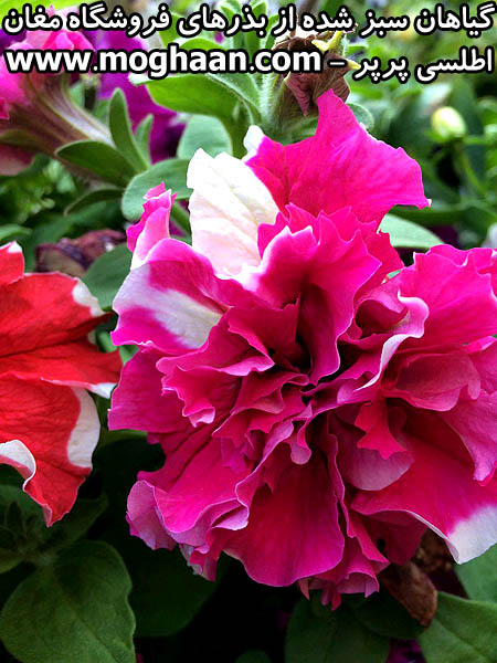 گل اطلسی پرپر