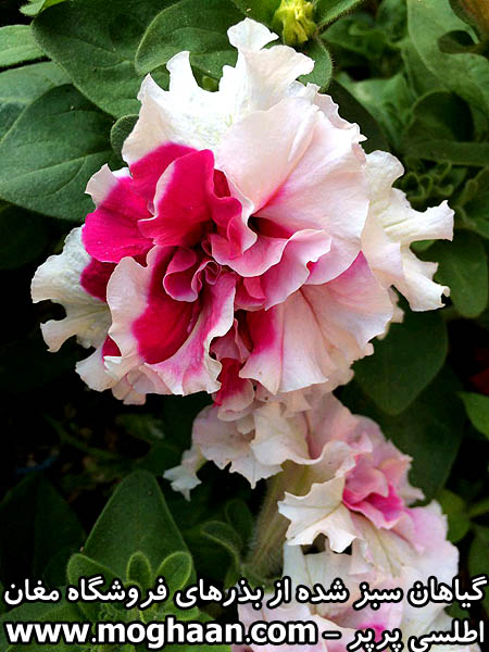 گل اطلسی پرپر