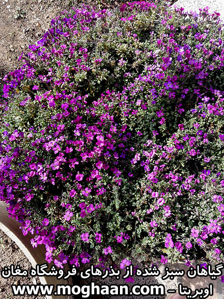 گیاه اوبریتا