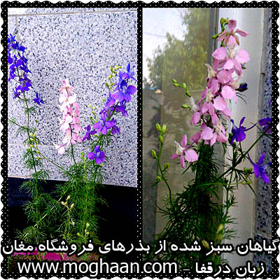 گل زبان درقفا