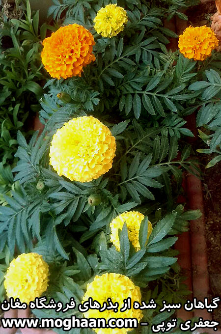 گل جعفری توپی