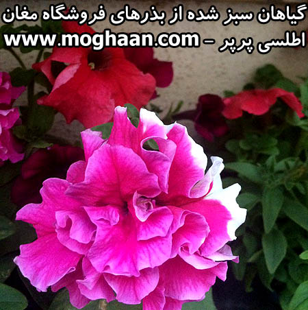 گل اطلسی پرپر