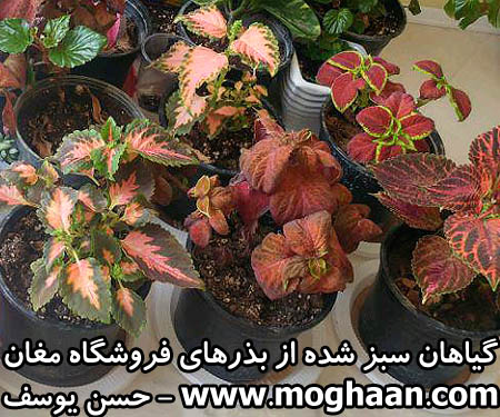 گل حسن یوسف