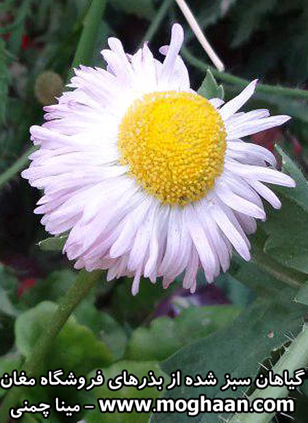 گل مینا چمنی