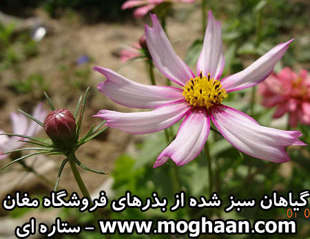 گل ستاره ای