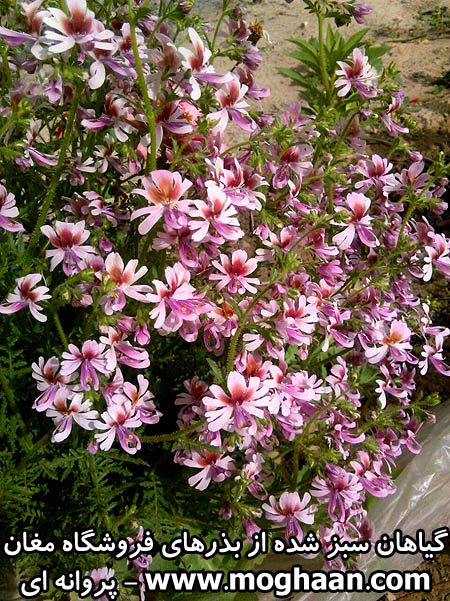 گل پروانه ای