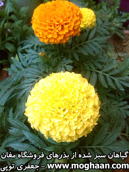 گل جعفری توپی