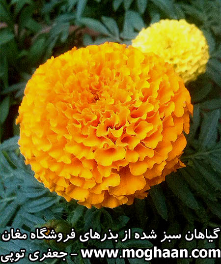 گل جعفری پاکوتاه