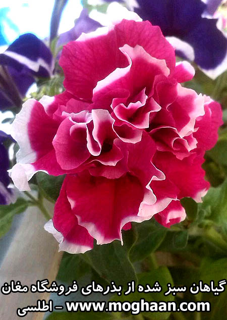 گل اطلسی پرپر