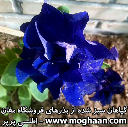 گل اطلسی پرپر