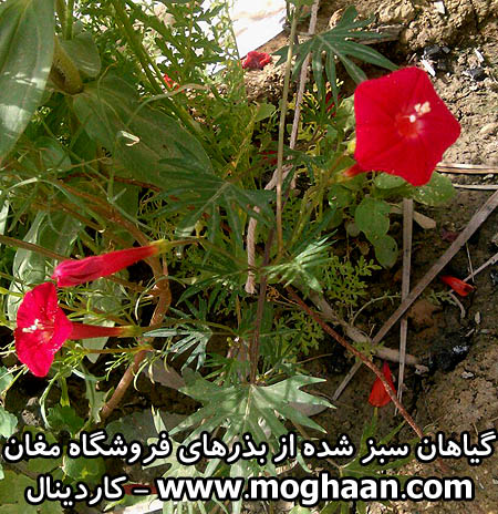 پیچک کاردینال