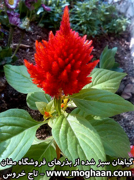 گل تاج خروس