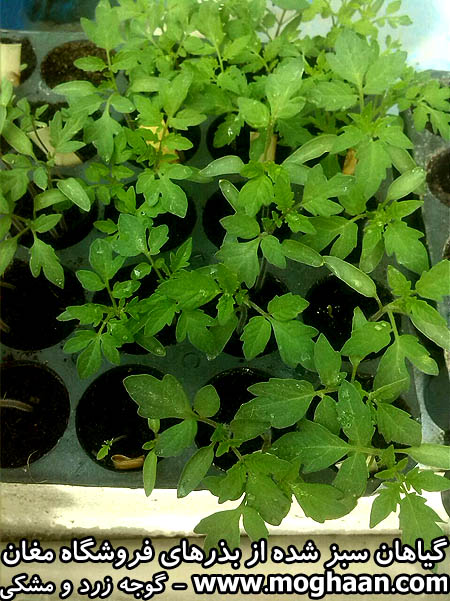 گوجه زرد و مشکی