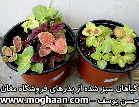 گل حسن یوسف