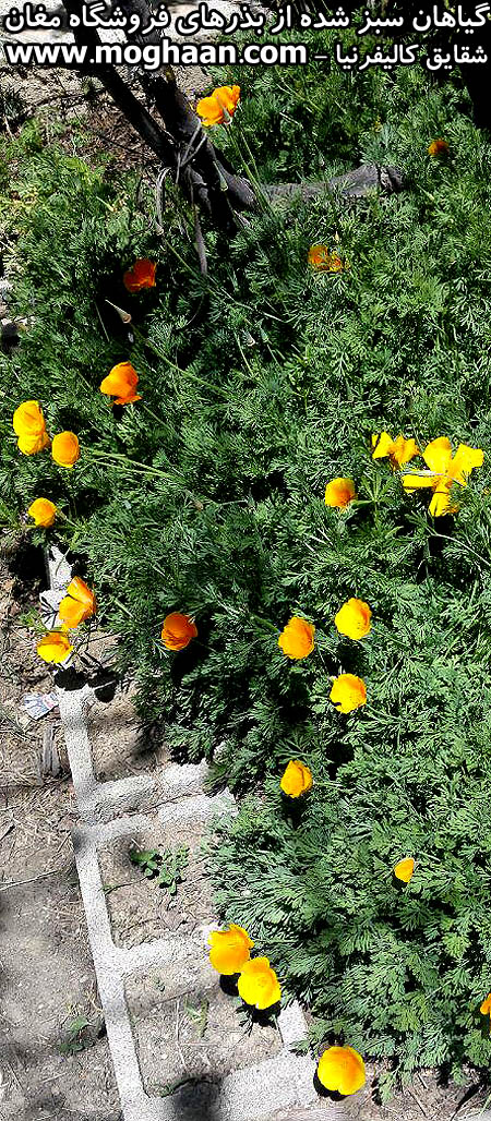 گل شقایق کالیفرنیا