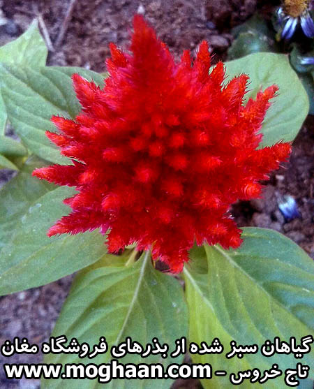 گل تاج خروس