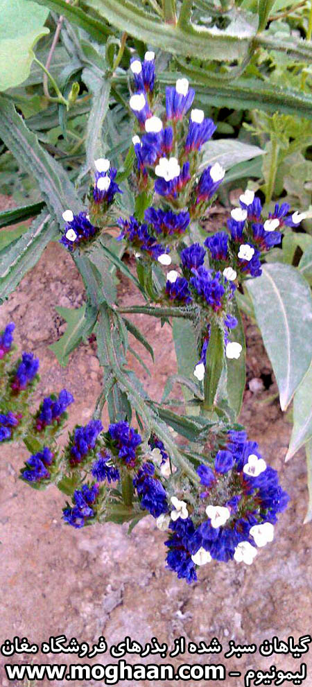 گل لیمونیوم