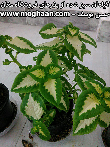 گل حسن یوسف