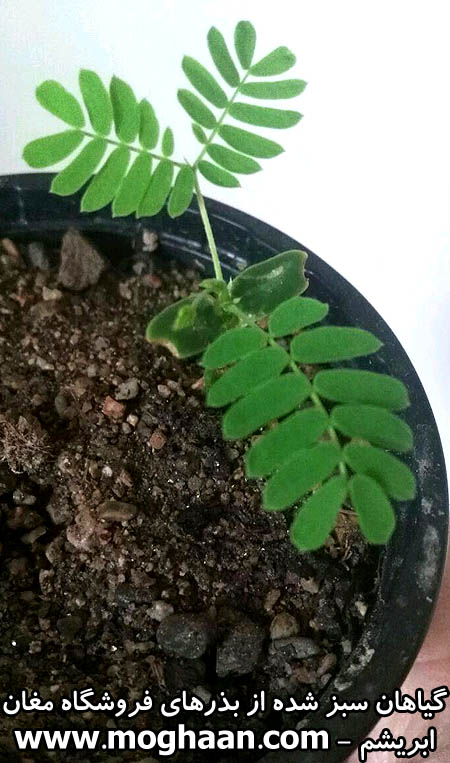 درخت ابریشم