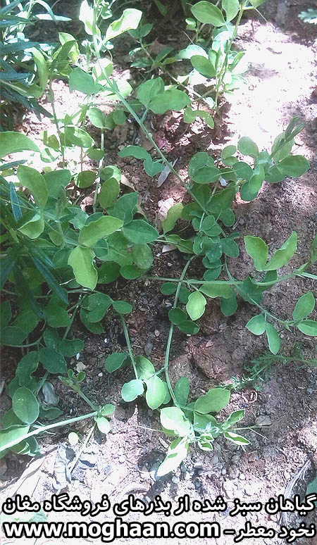 گل نخود معطر