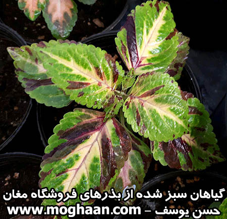 گل حسن یوسف