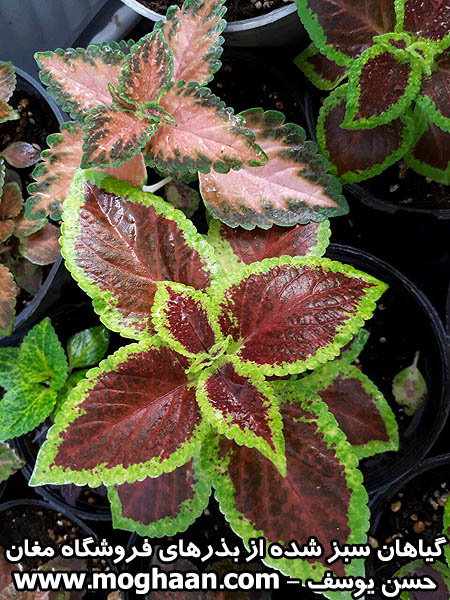 گل حسن یوسف