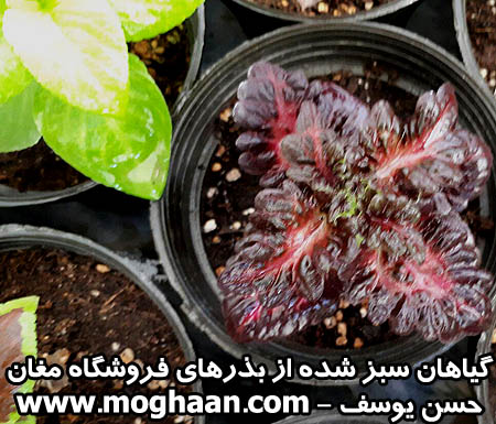 گل حسن یوسف