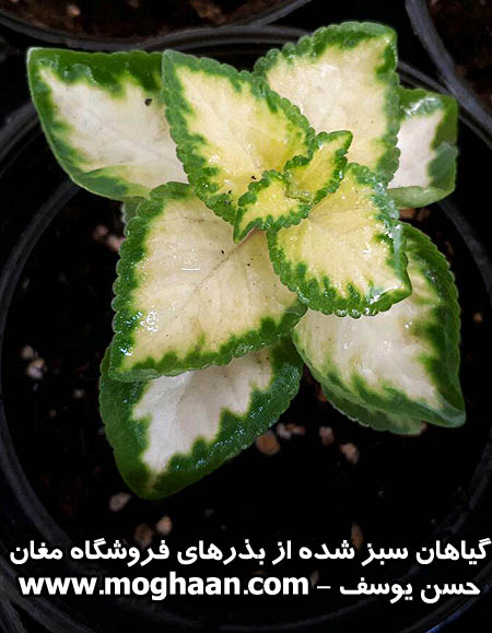 گل حسن یوسف