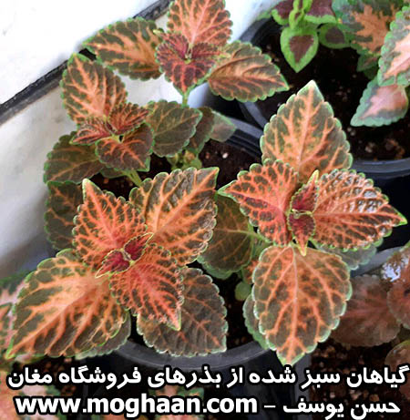 گل حسن یوسف