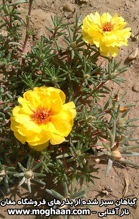 گل ناز آفتابی