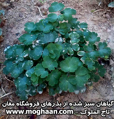 گل تاج الملوک