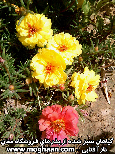 گل ناز آفتابی