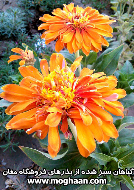 گل همیشه بهار