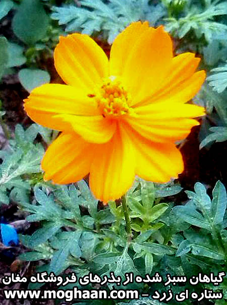 گل ستاره ای