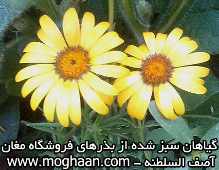 گل آصف السلطنه