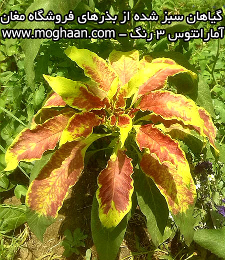 گل آمارانتوس سه رنگ