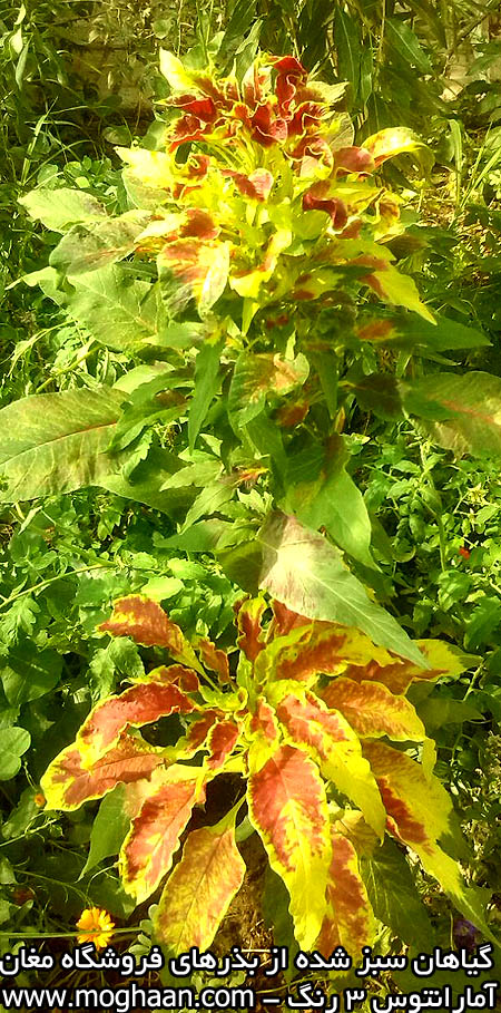 گل آمارانتوس سه رنگ