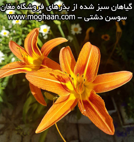 گل سوسن دشتی