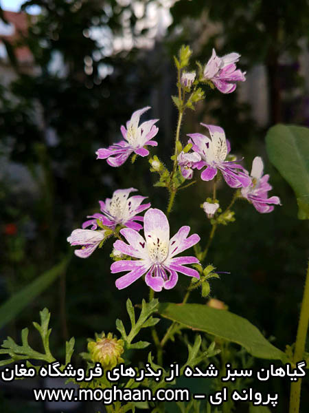 گل پروانه ای