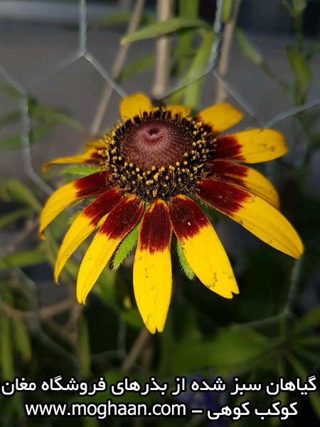 گل کوکب کوهی