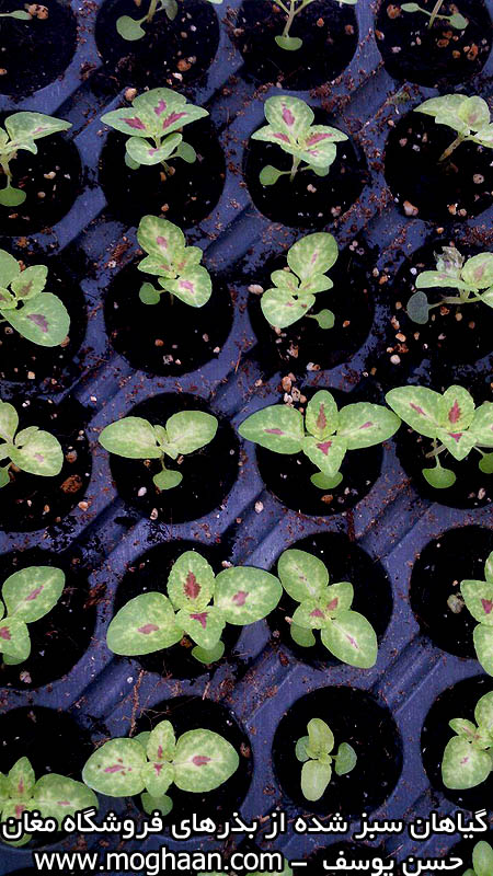 گل حسن یوسف