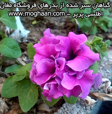 گل اطلسی پرپر