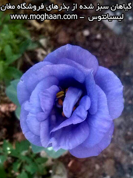 گل لیسیانتوس