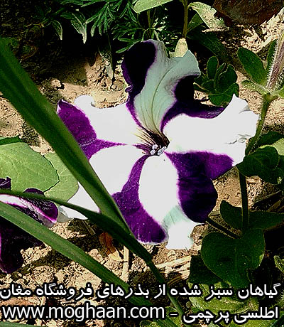 گل اطلسی پرچمی