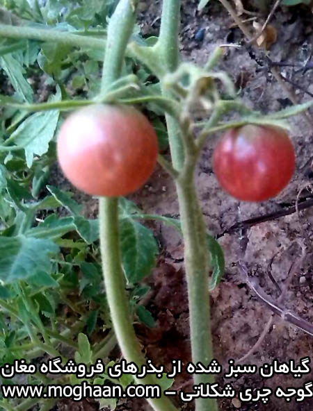 گوجه چری شکلاتی