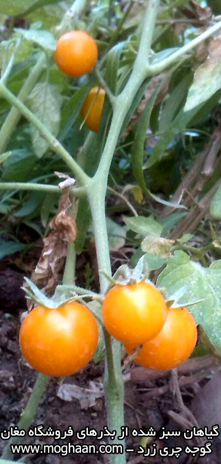 گوجه چری زرد