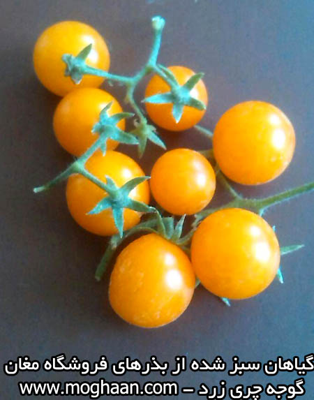 گوجه چری زرد