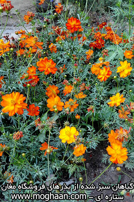 گل ستاره ای